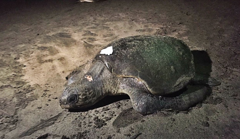 tortugas