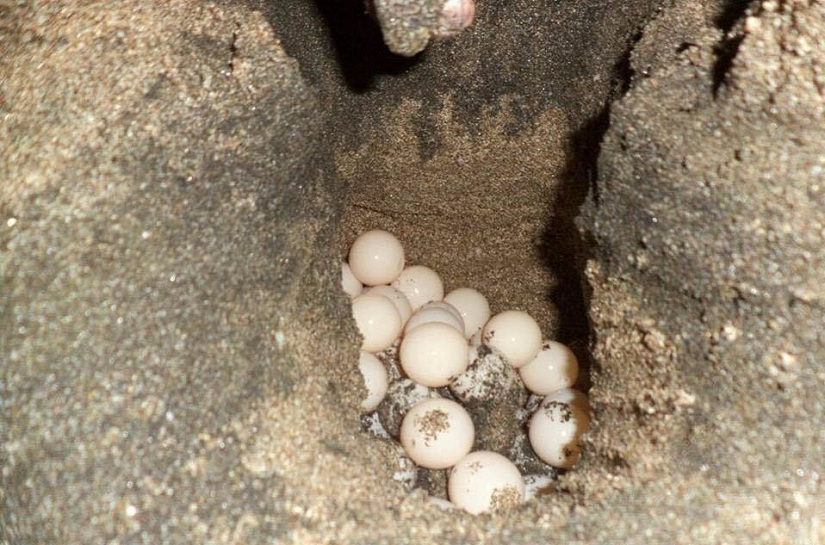tortugas