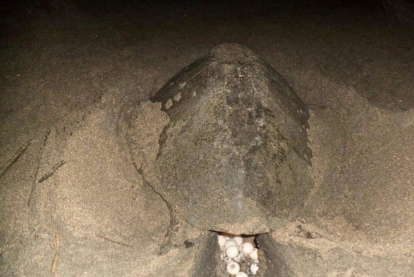 tortugas