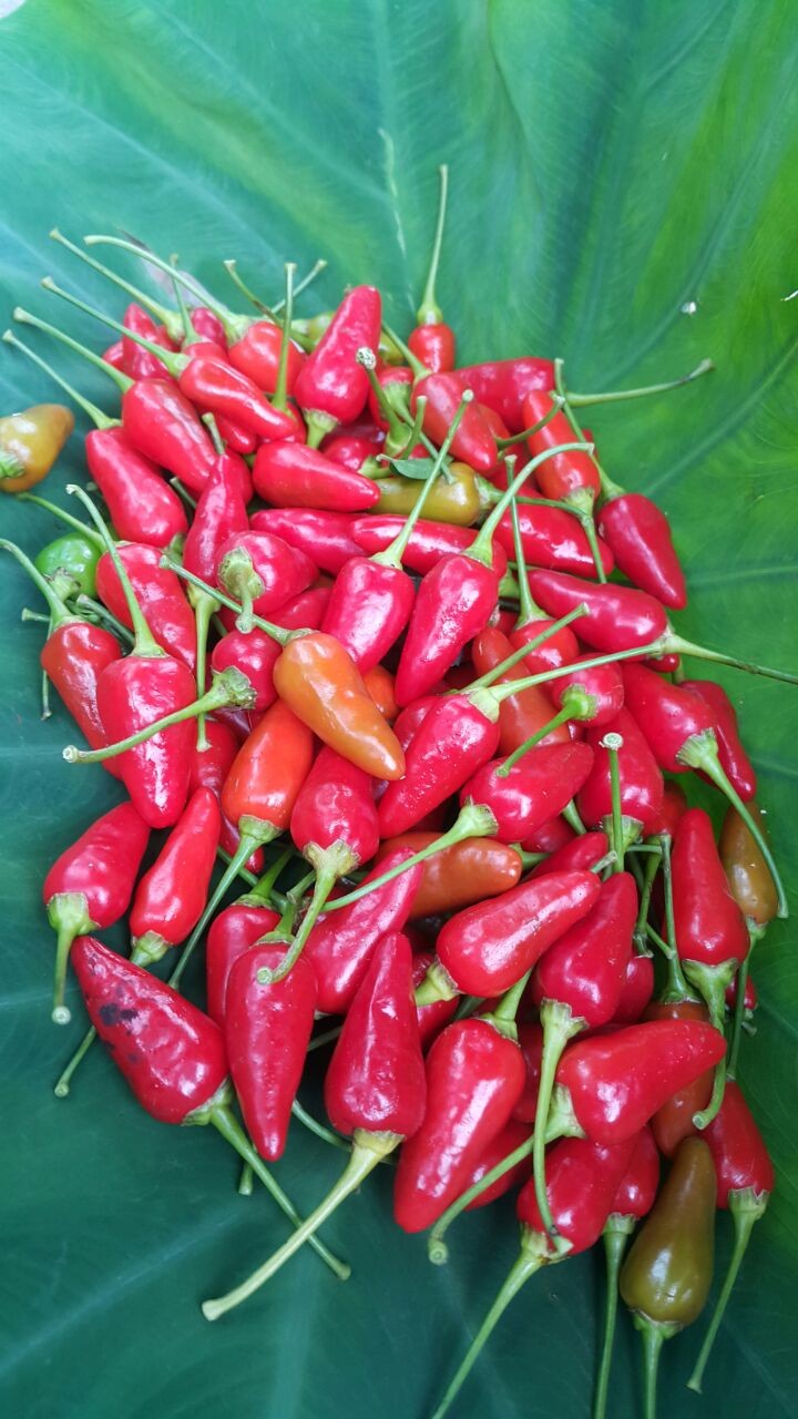 ASADOS