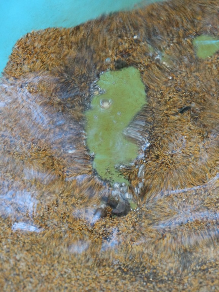 Maquina Verde