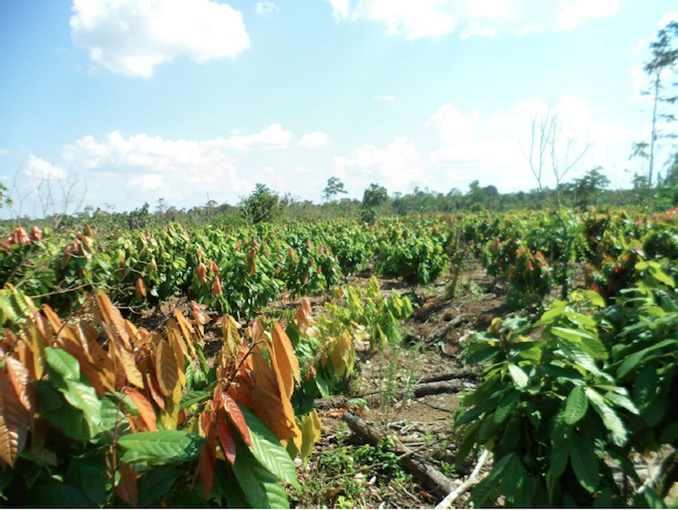 Fincas