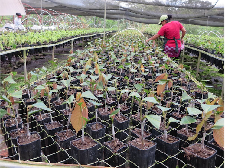 Fincas