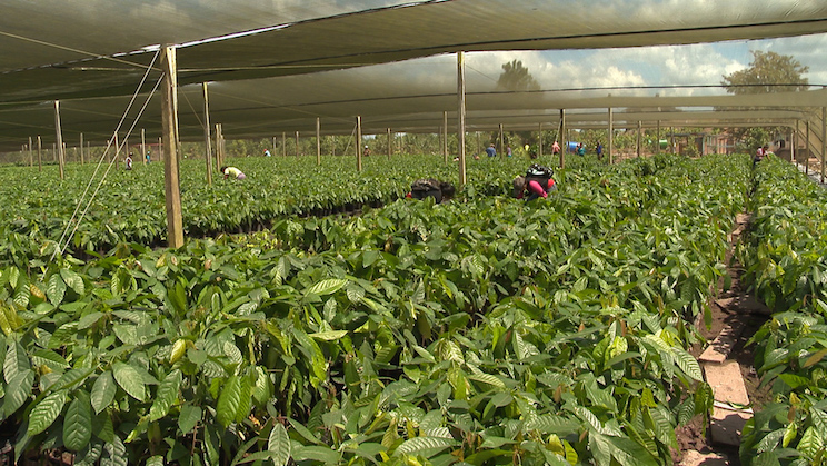 Finca Rosita