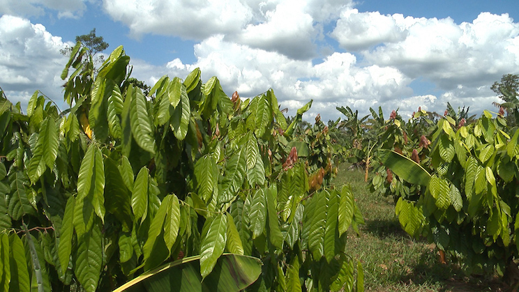 Finca Rosita