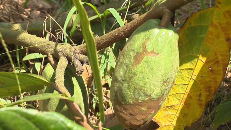 Finca Rosita