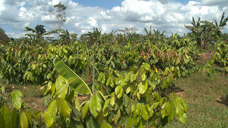 Finca Rosita