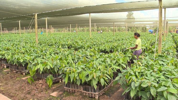 Finca Rosita