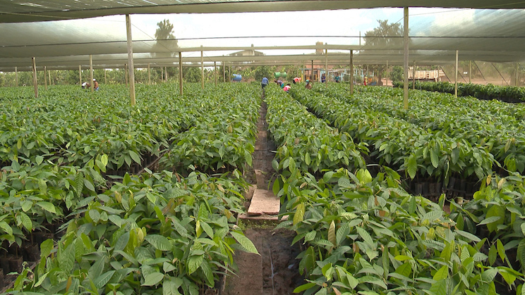 Finca Rosita
