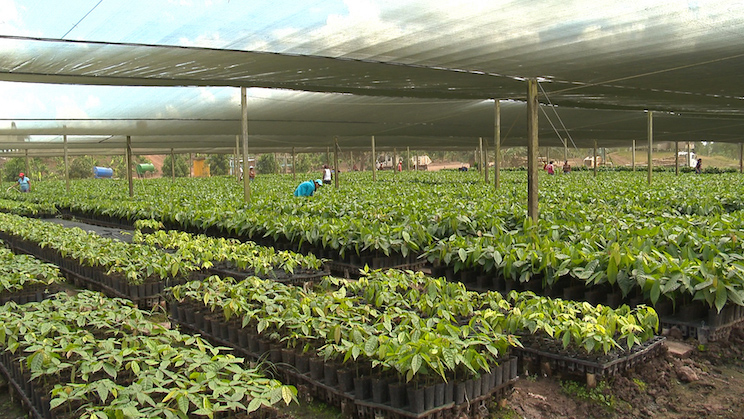 Finca Rosita