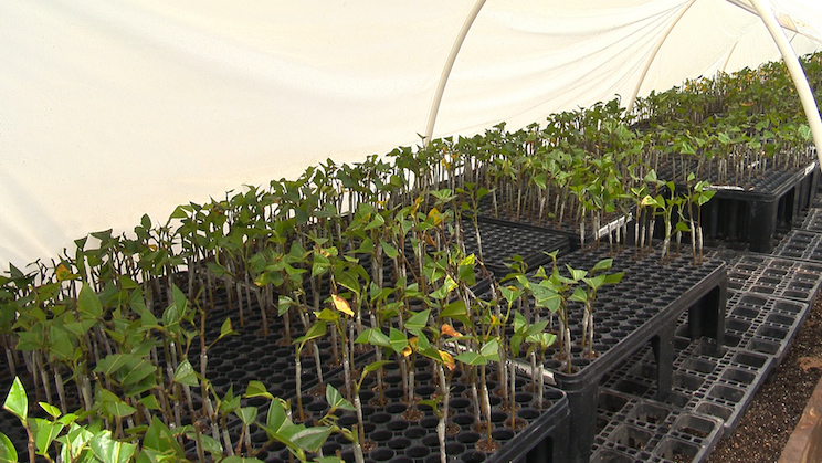 Finca Rosita