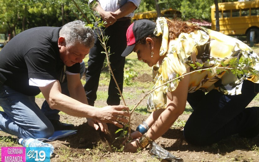 reforestacion