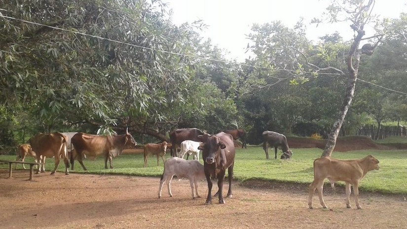 Ej&eacute;rcito