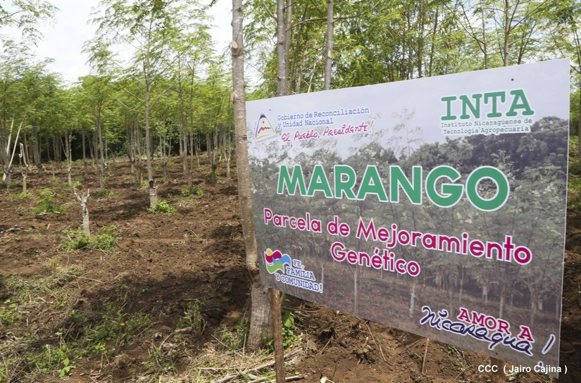 marango
