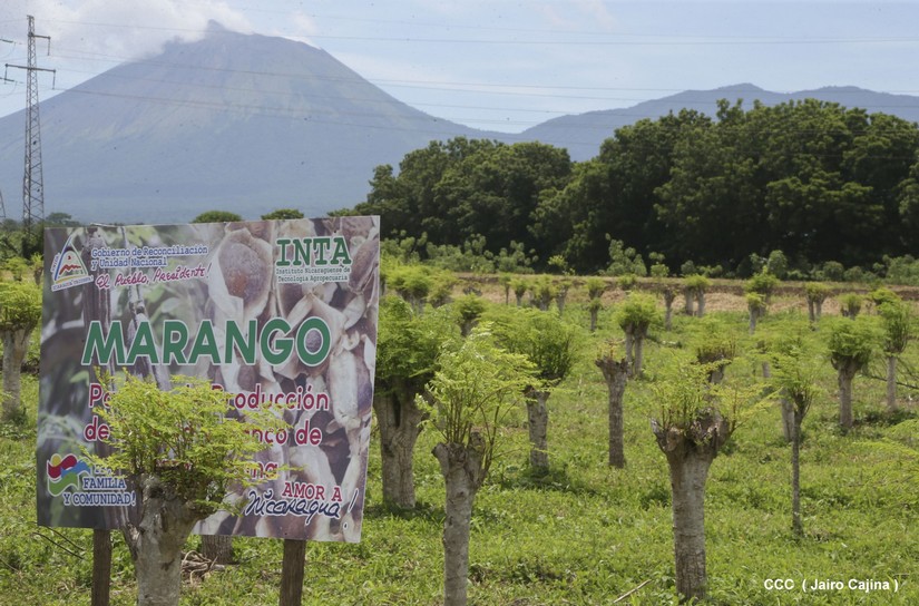 marango