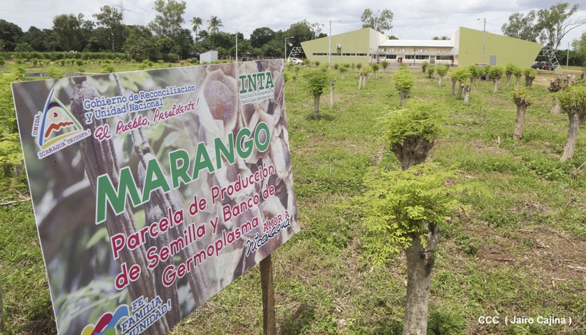 marango