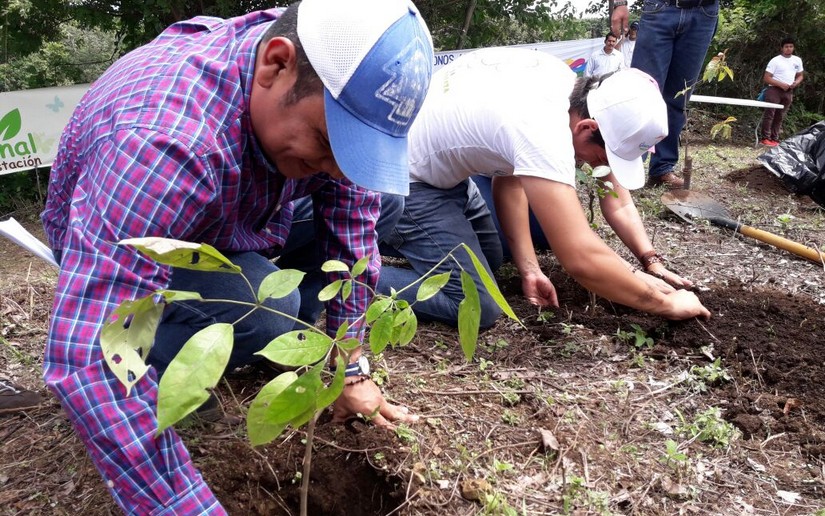 reforestacion