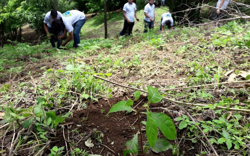 reforestacion