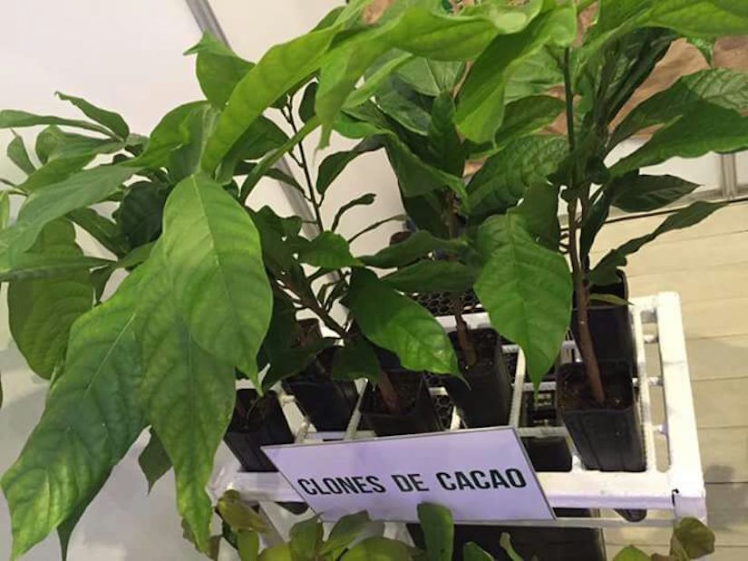 Feria del Cacao