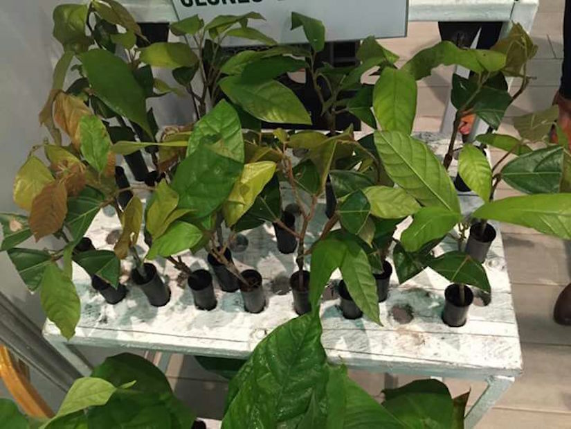 Feria del Cacao