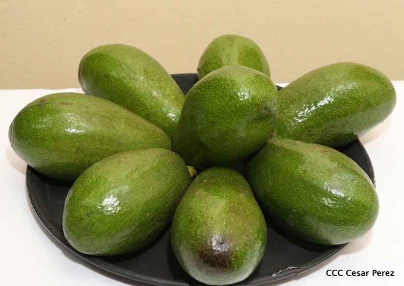 plan_frutas