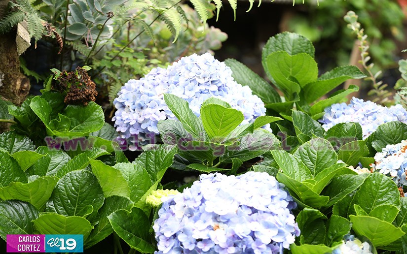 jardines