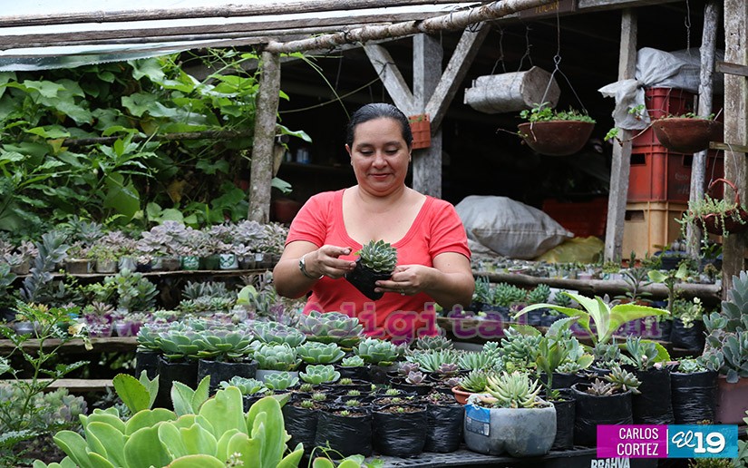 jardines