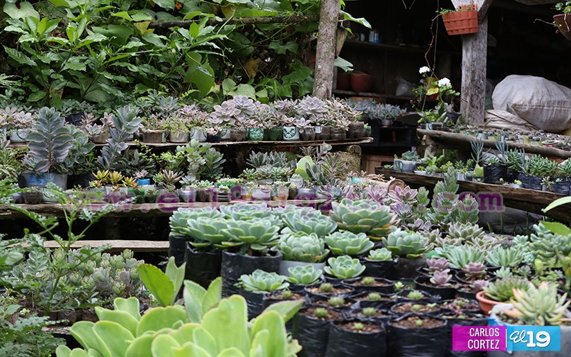 jardines