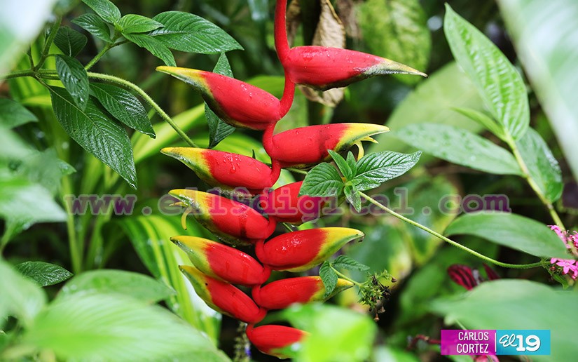 jardines