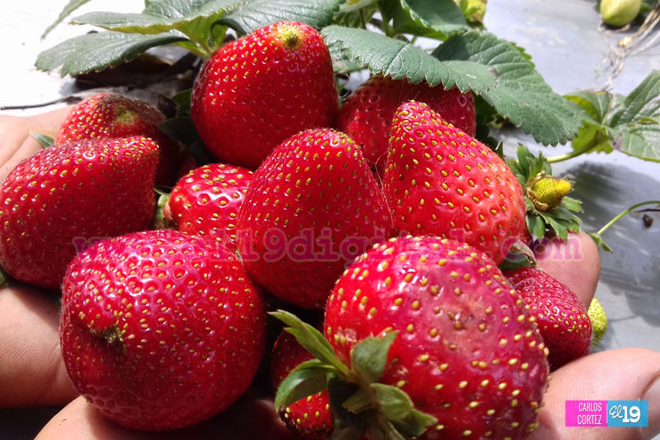 fresas-madriz