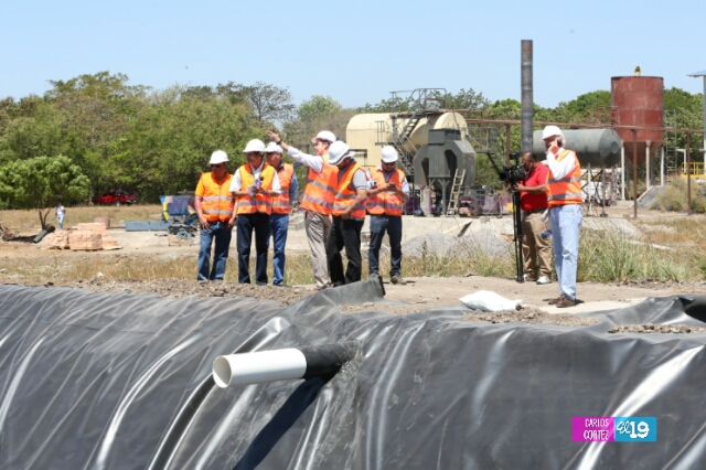 planta-yuca