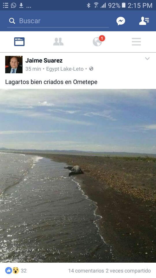 lagarto