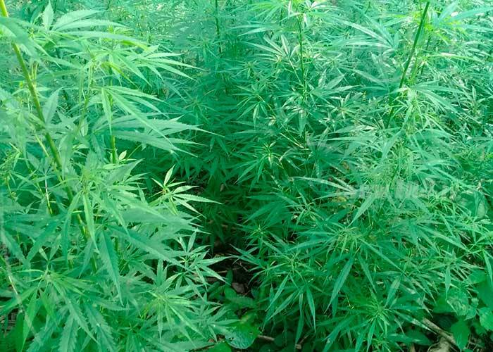 marihuana