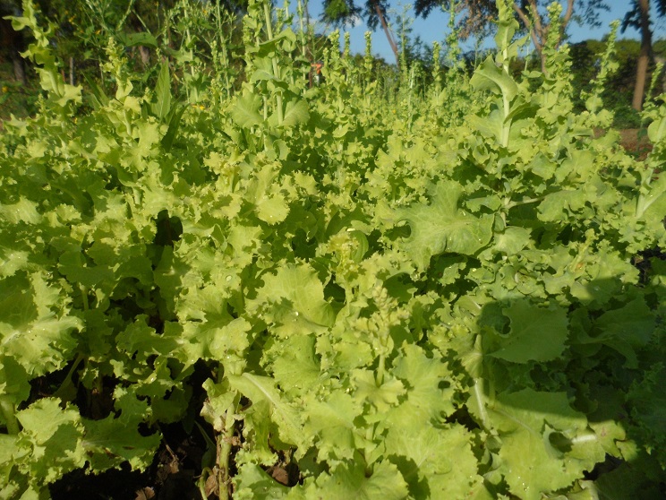 huerto