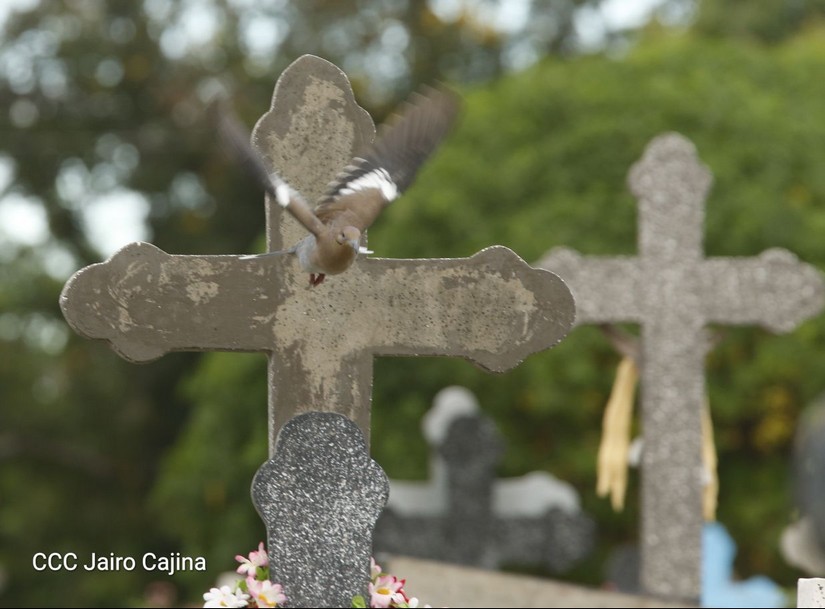 cementerio
