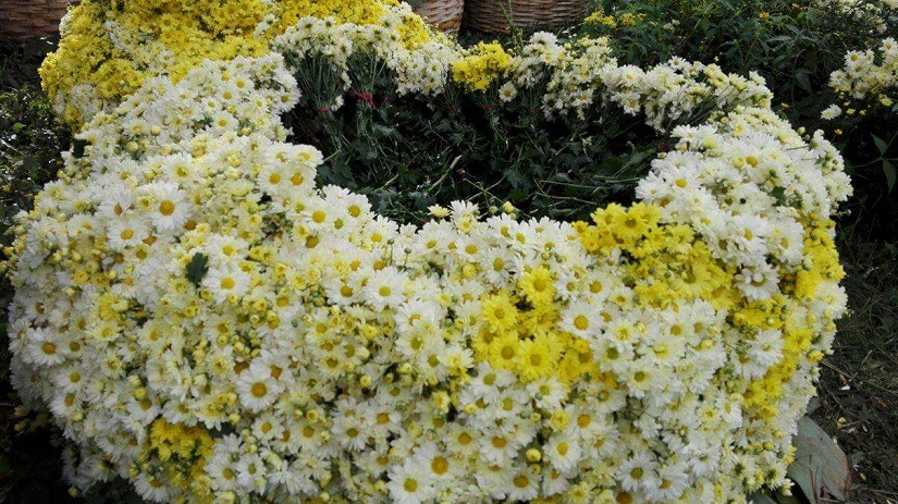 flores