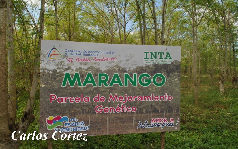 marango