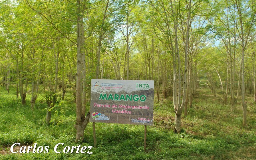 marango