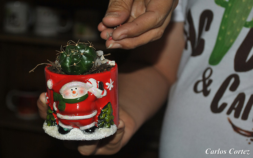 cactus