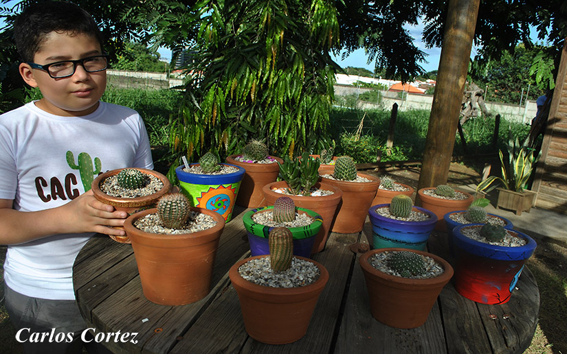 cactus