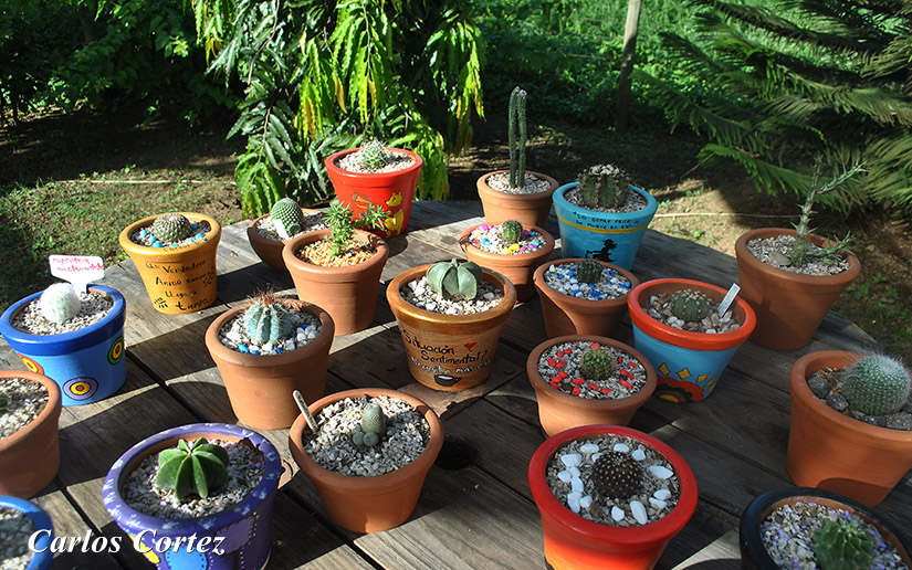 cactus
