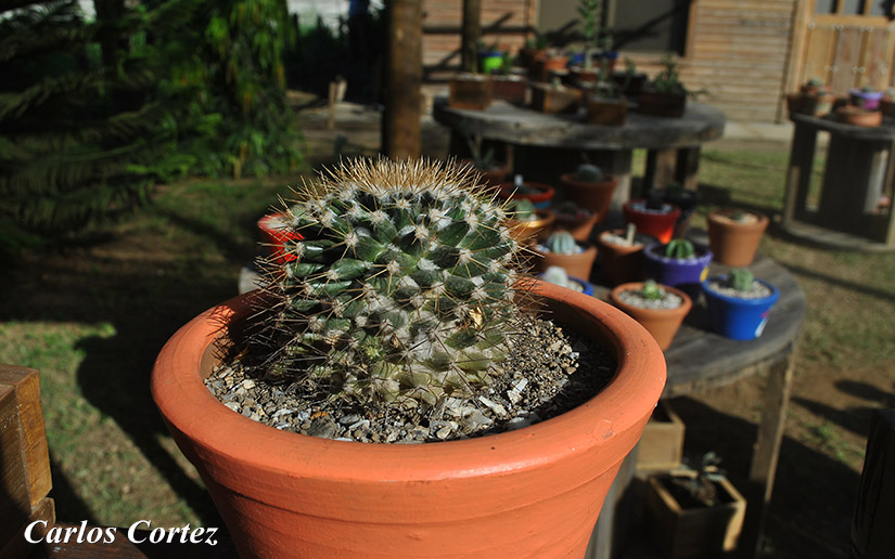 cactus