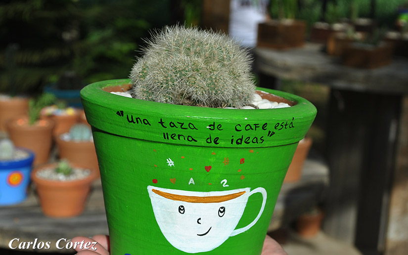 cactus