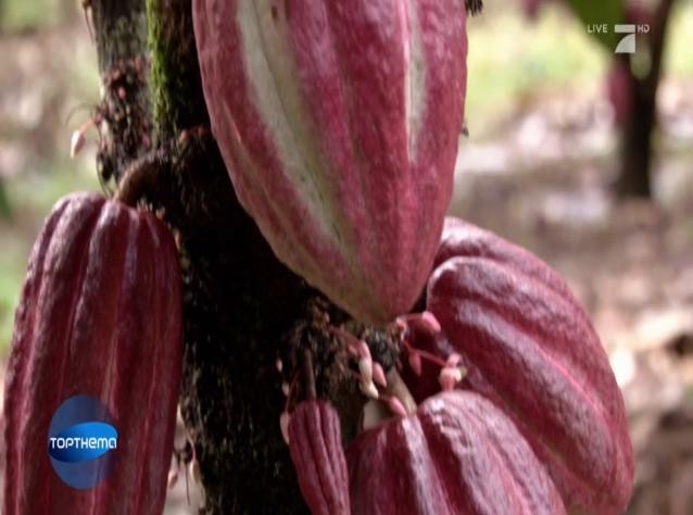 cacao
