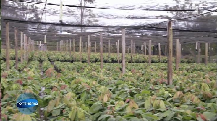 cacao
