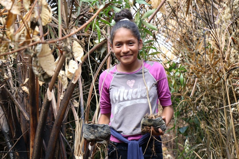 reforestacion