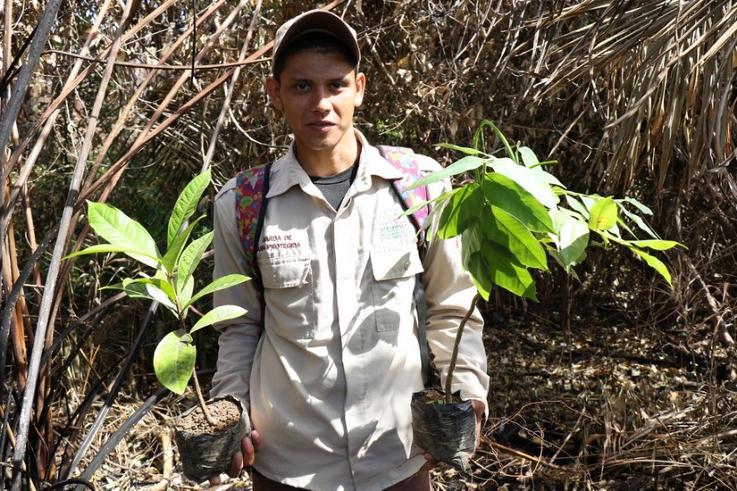 reforestacion
