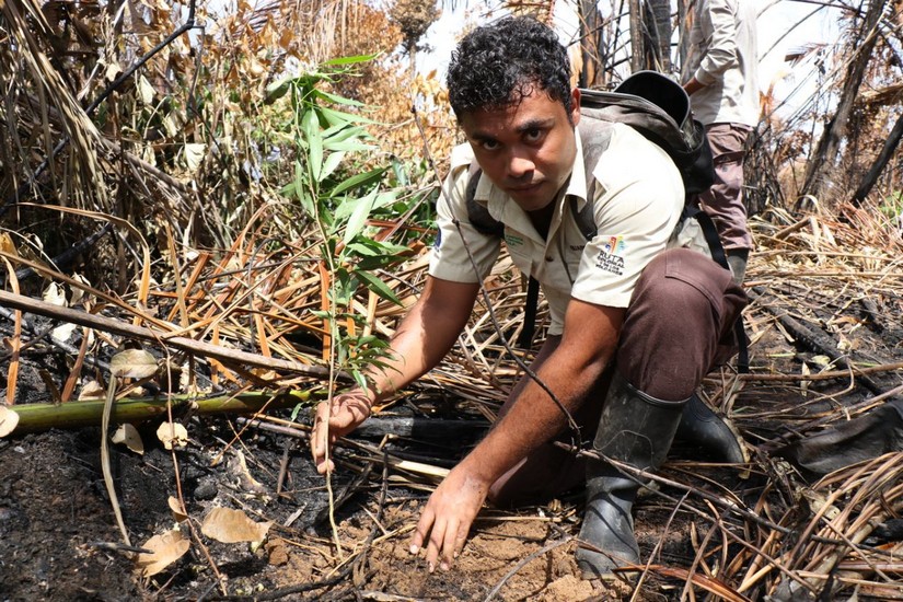 reforestacion