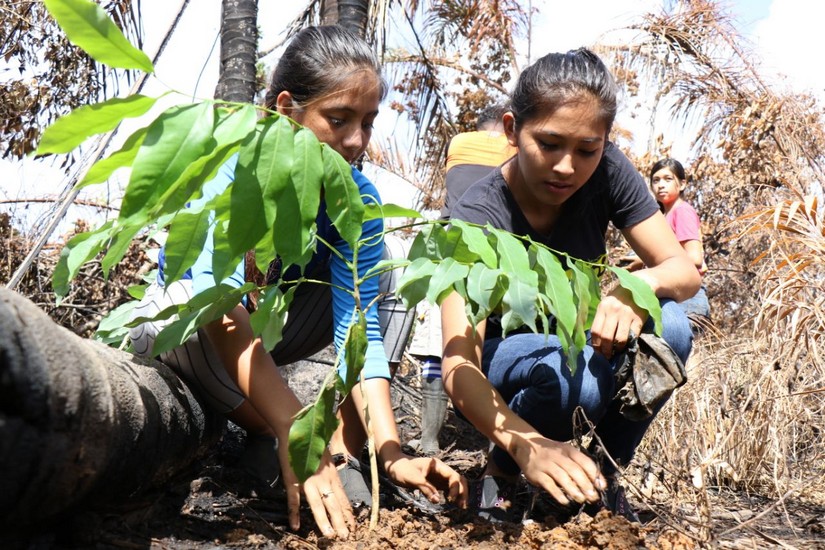 reforestacion