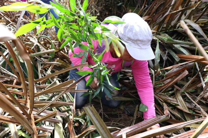 reforestacion